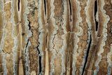 Polished Mammoth Molar Slice - South Carolina #333754-1